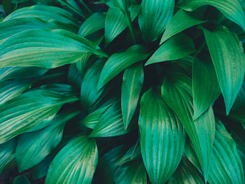 Full frame shot of fresh green leaves