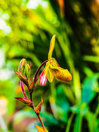 Close-up of yellow flowering plant