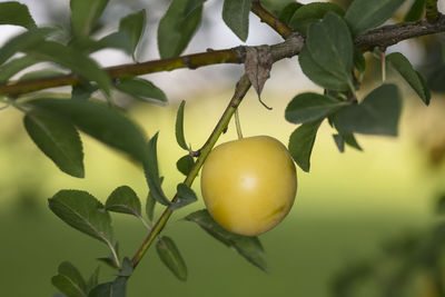 Close-up of fruit growing on tree