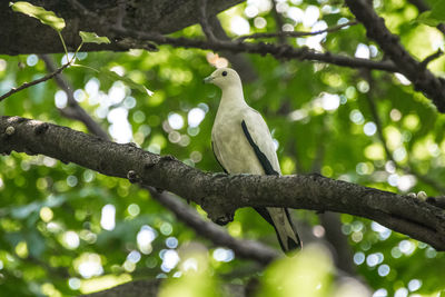 Low angle view of bird perching on tree