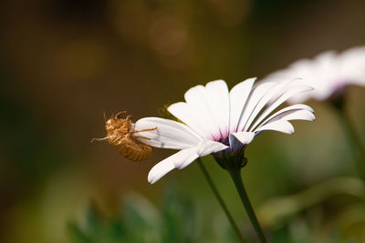 Close-up of insect on white flower