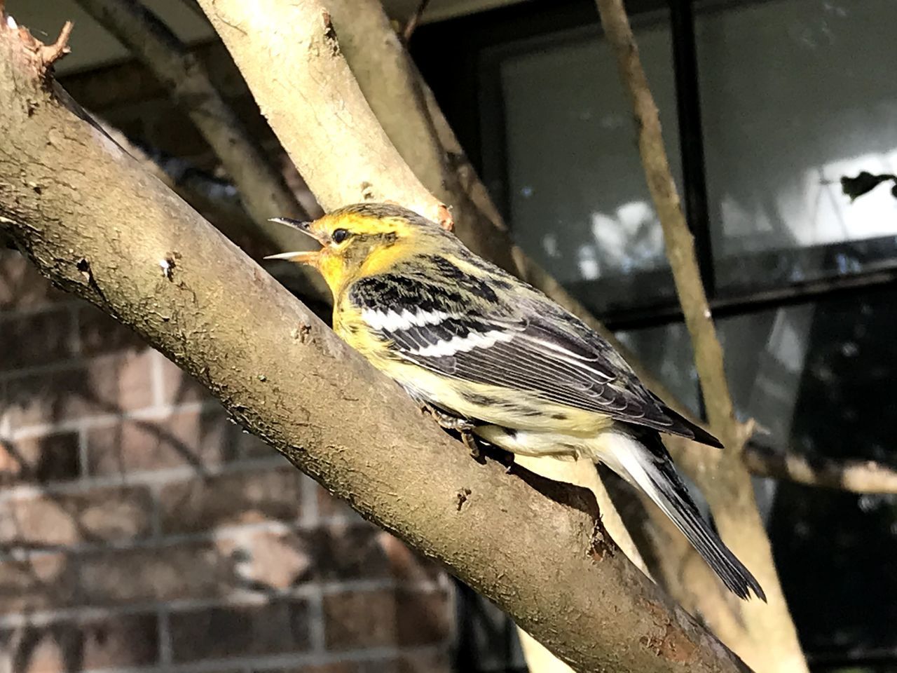 CLOSE-UP OF A BIRD PERCHING ON A TREE