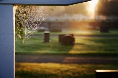 Close-up of spider on web against blurred background