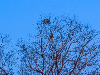 Low angle view of bare tree against blue sky