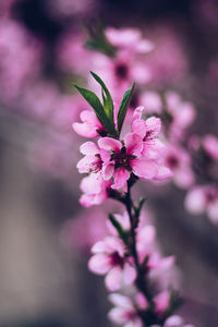 Close-up of pink cherry blossoms