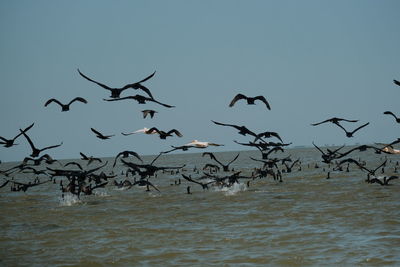 Flock of birds flying in the sky