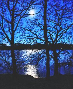 Silhouette of bare trees against blue sky