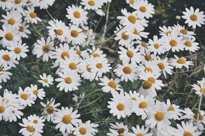 Full frame of daisy flowers