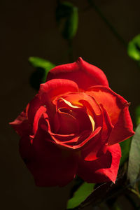 Close-up of rose blooming outdoors