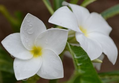 Close-up of white flowers