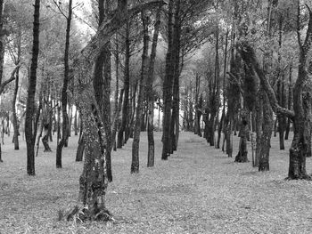 Trees on field