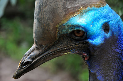 Close-up of cassowary bird