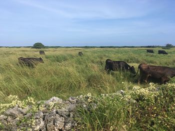 View of sheep on field