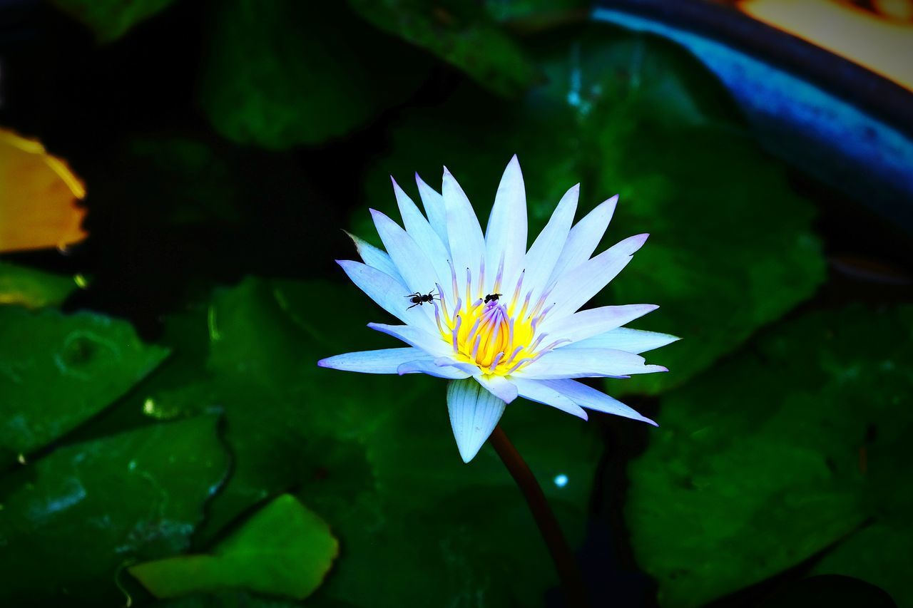 flower, petal, beauty in nature, fragility, nature, freshness, flower head, growth, plant, blooming, outdoors, day, no people, close-up, leaf, water