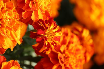 Close-up of marigold blooming outdoors