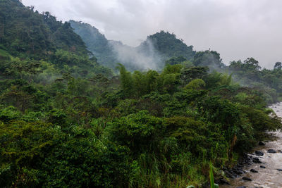 Scenic view of forest and river against sky