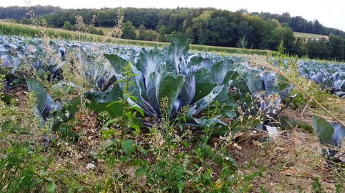 Plants growing on land