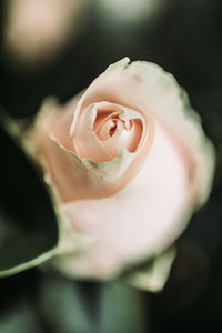 Close-up of rose flower