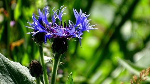 Close-up of purple flowering plant