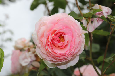 Close-up of pink rose