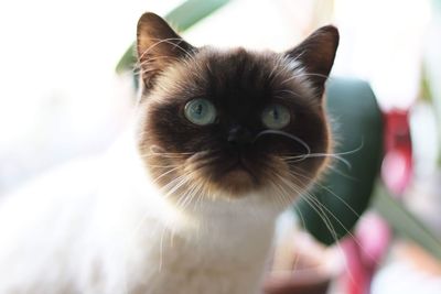 Close-up portrait of cat at home