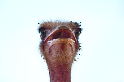 Close-up portrait of ostrich against sky