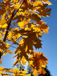 Low angle view of yellow leaves against sky