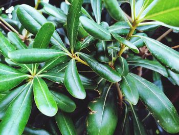 Full frame shot of green plant