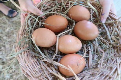 High angle view of eggs in nest