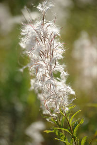 Close-up of wilted flower plant