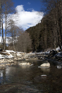 Scenic view of trees against sky during winter