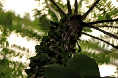 Close-up of pine cone on tree