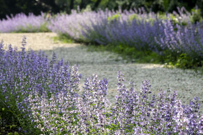 Close-up of lavender flowers on field