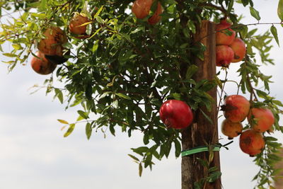 Low angle view of fruits on tree against sky