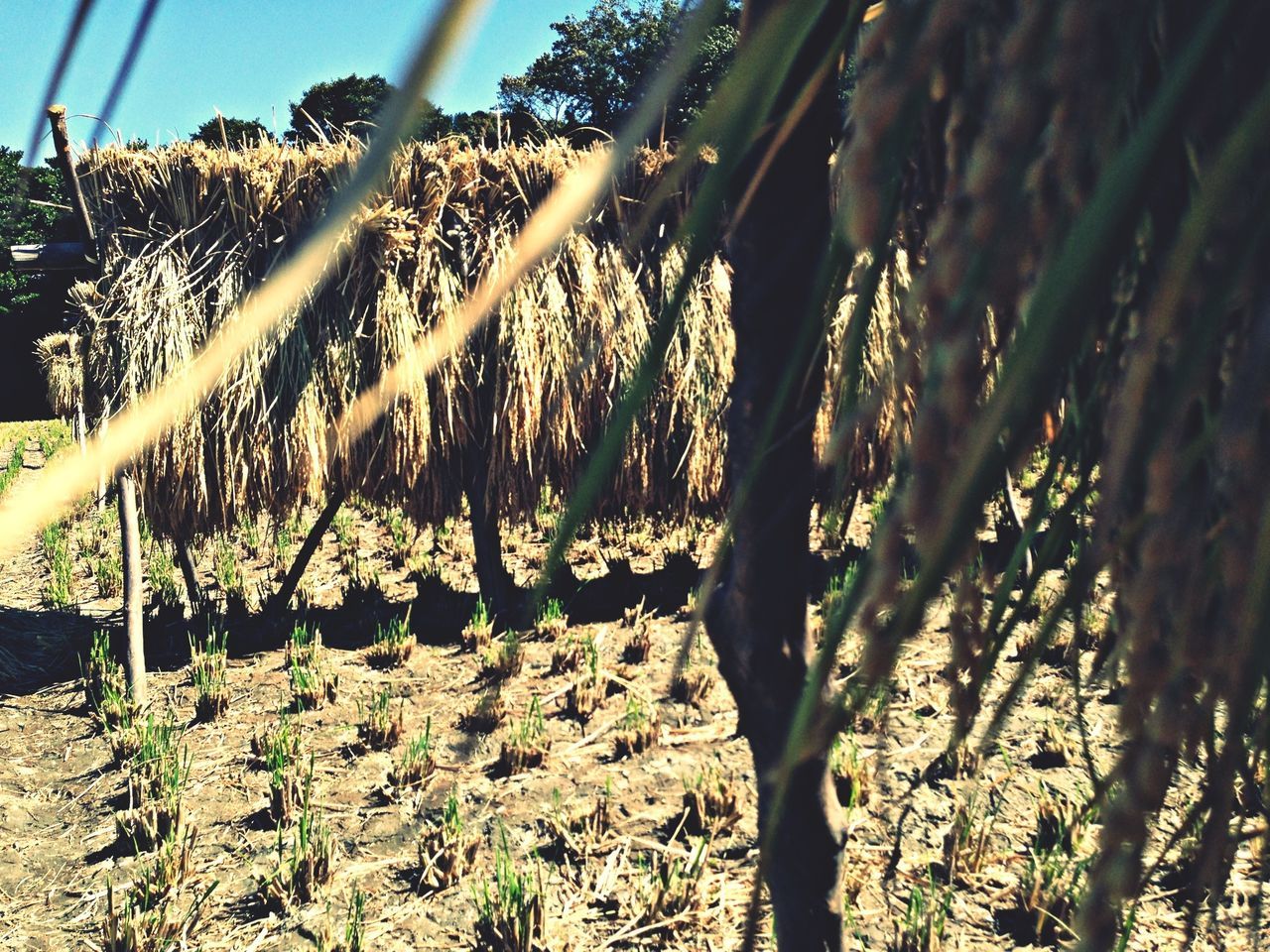 growth, plant, nature, field, growing, tranquility, sunlight, close-up, rural scene, focus on foreground, day, grass, agriculture, outdoors, sky, beauty in nature, tranquil scene, no people, tree, fence