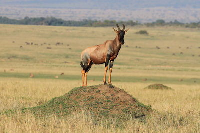 Antelope standing in field