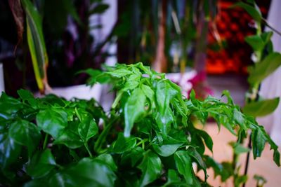 Close-up of green plant