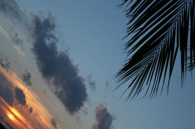 Low angle view of palm trees