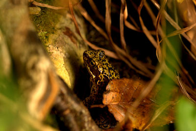 View of insect