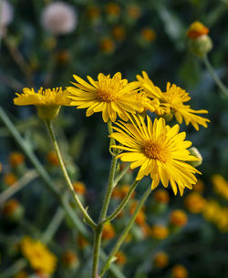 Close-up of yellow flowering plant on field