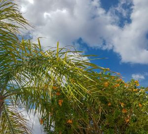 Low angle view of plants against sky