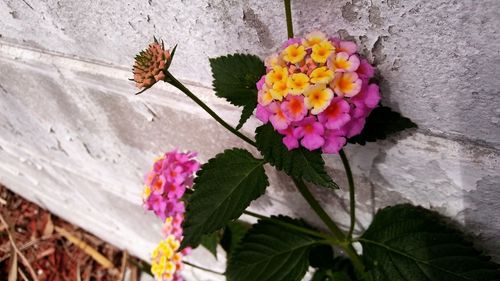 Close-up of flowers blooming outdoors