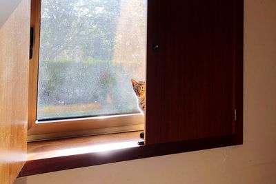 Cat looking through window at home