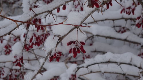 Close-up of frozen tree during winter