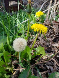 Close-up of yellow flowering plants on field