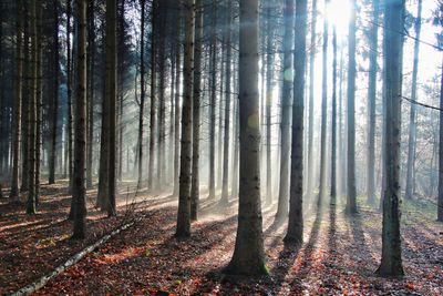 Trees in forest