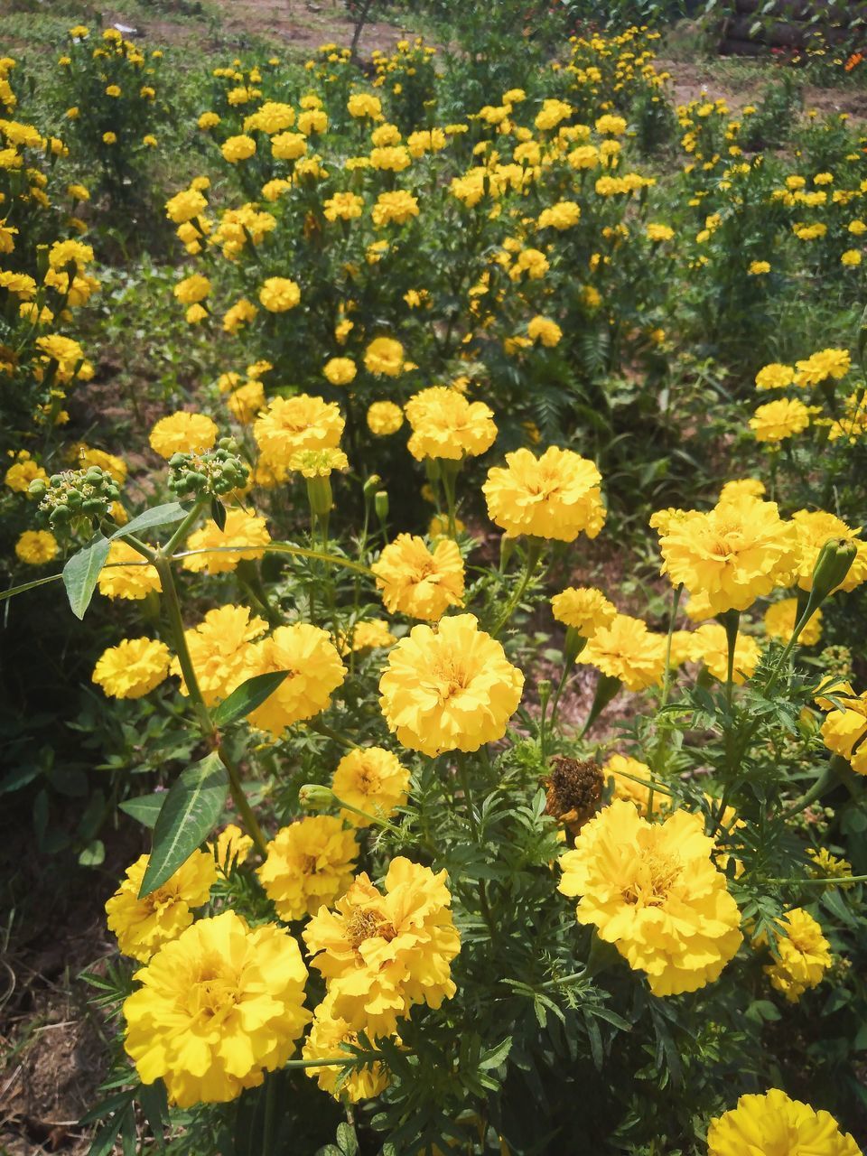 HIGH ANGLE VIEW OF YELLOW FLOWERING PLANTS IN FIELD