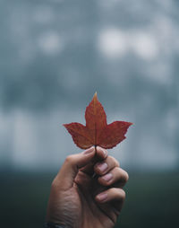 Close-up of hand holding maple leaf