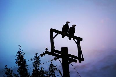 Low angle view of eagles on power pole