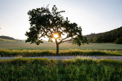 Trees on field against sky